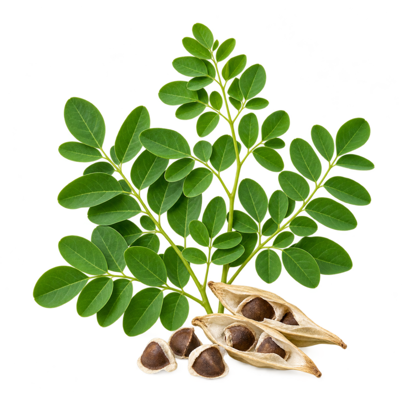Hojas y semillas de moringa
