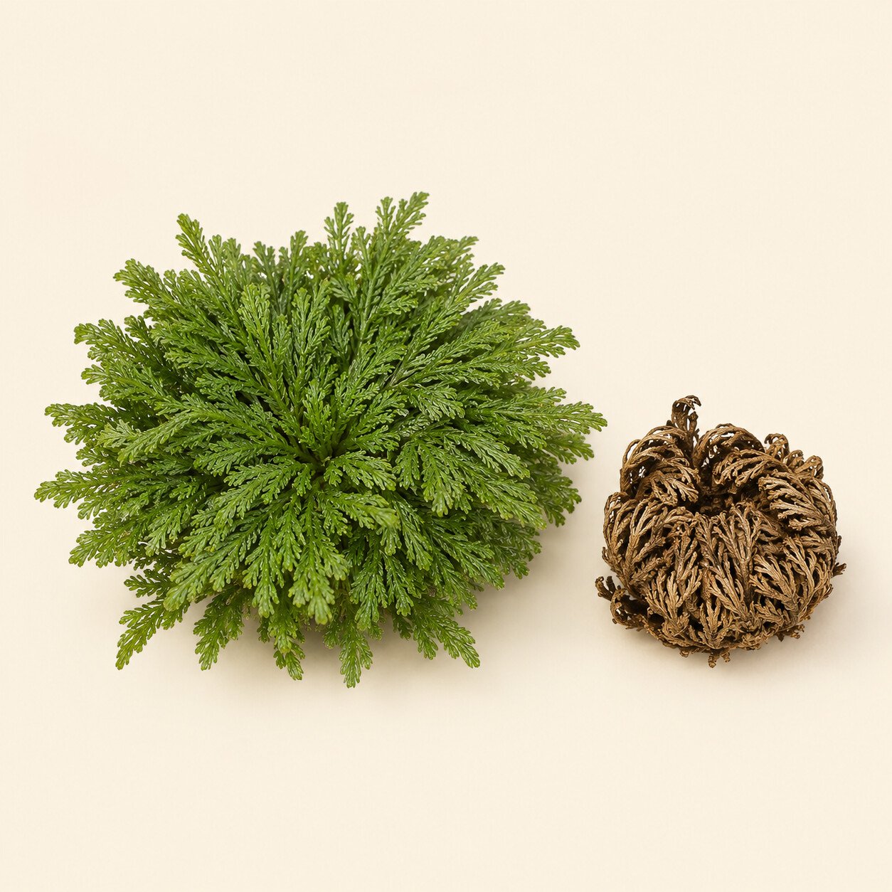 Doradilla verde y doradilla seca en forma de roseta