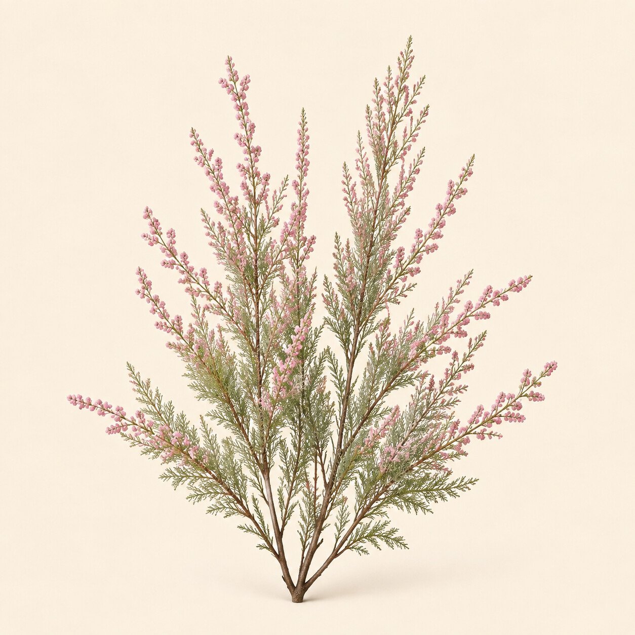 Ramas completas de taray con follaje fino y flores